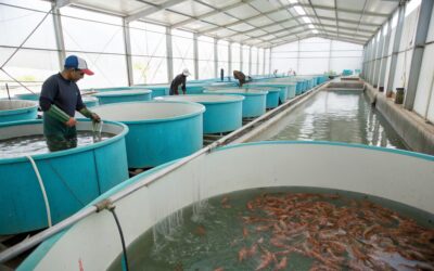 Innovations Driving Organic Aquaculture: Technology Meets Tradition