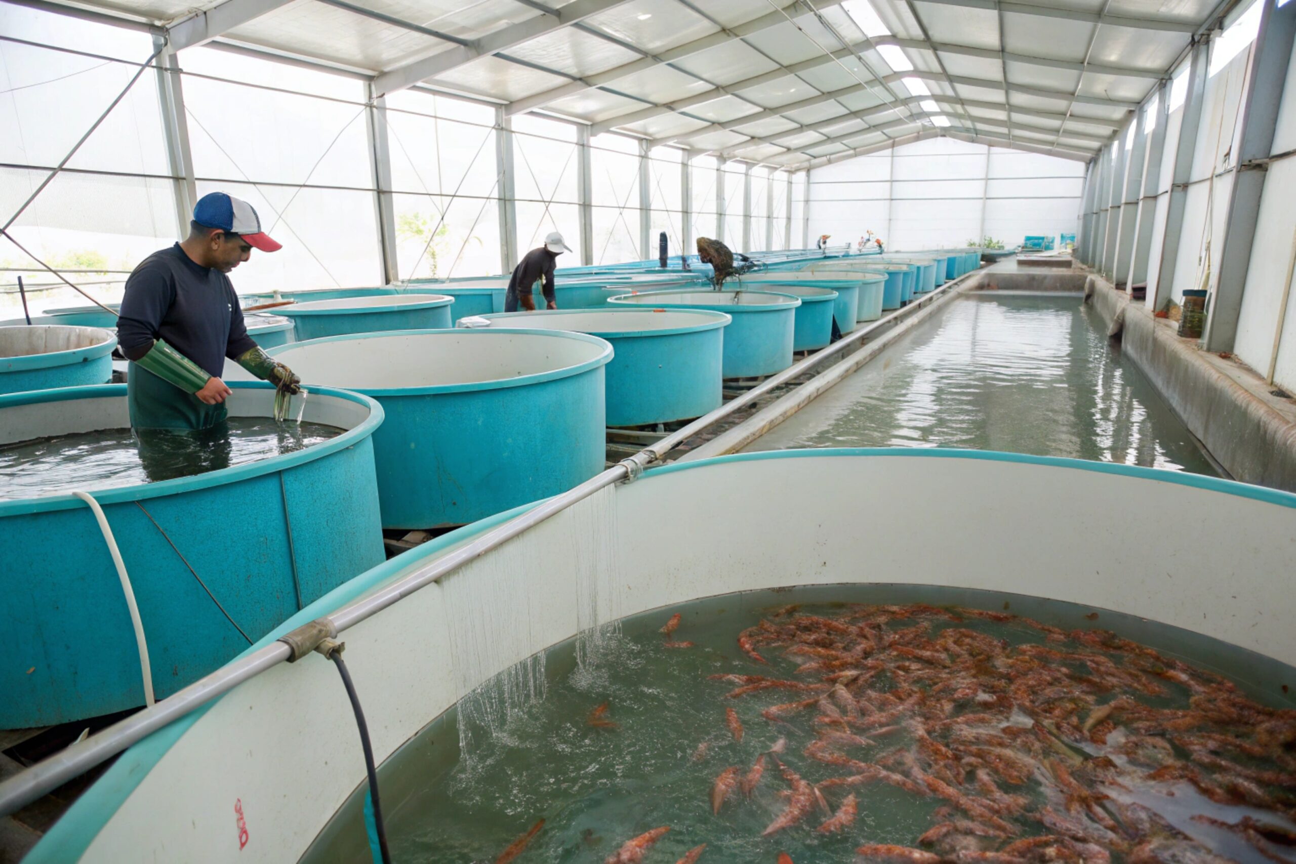 modern-shrimp-farming-facility