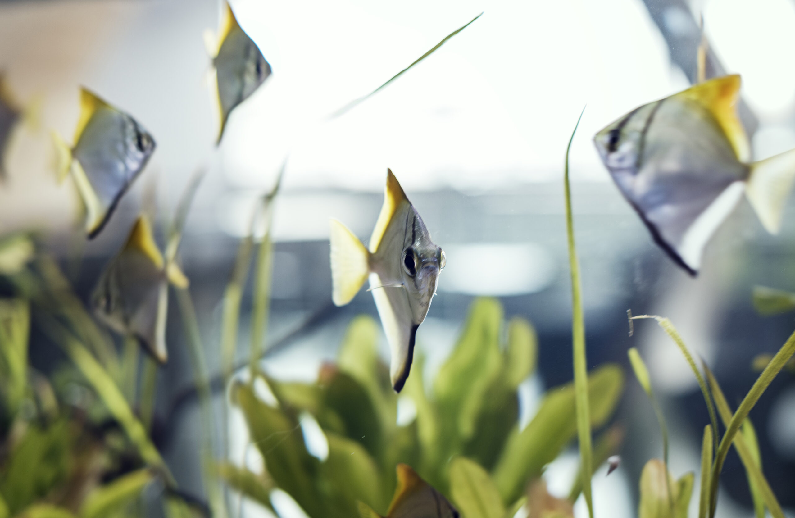 School of moony fishes in a tank